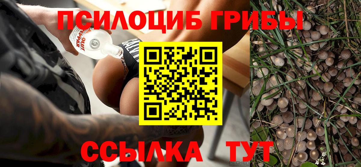 Павлово  Псилоцибиновые грибы Cubensis  Вход с VPN 